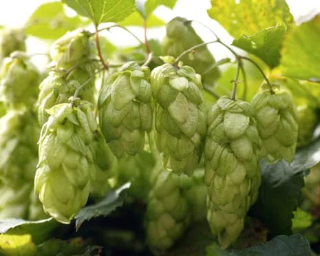 Craft A Personal Beer Garden: Cultivating Hops Is Straightforward and Rewarding
